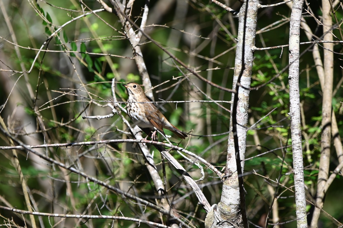 Hermit Thrush - ML627405915