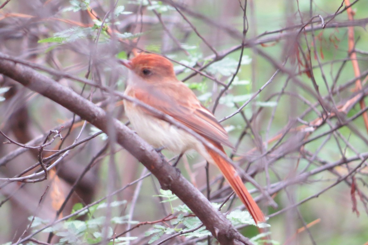 Ash-throated Casiornis - ML627405996