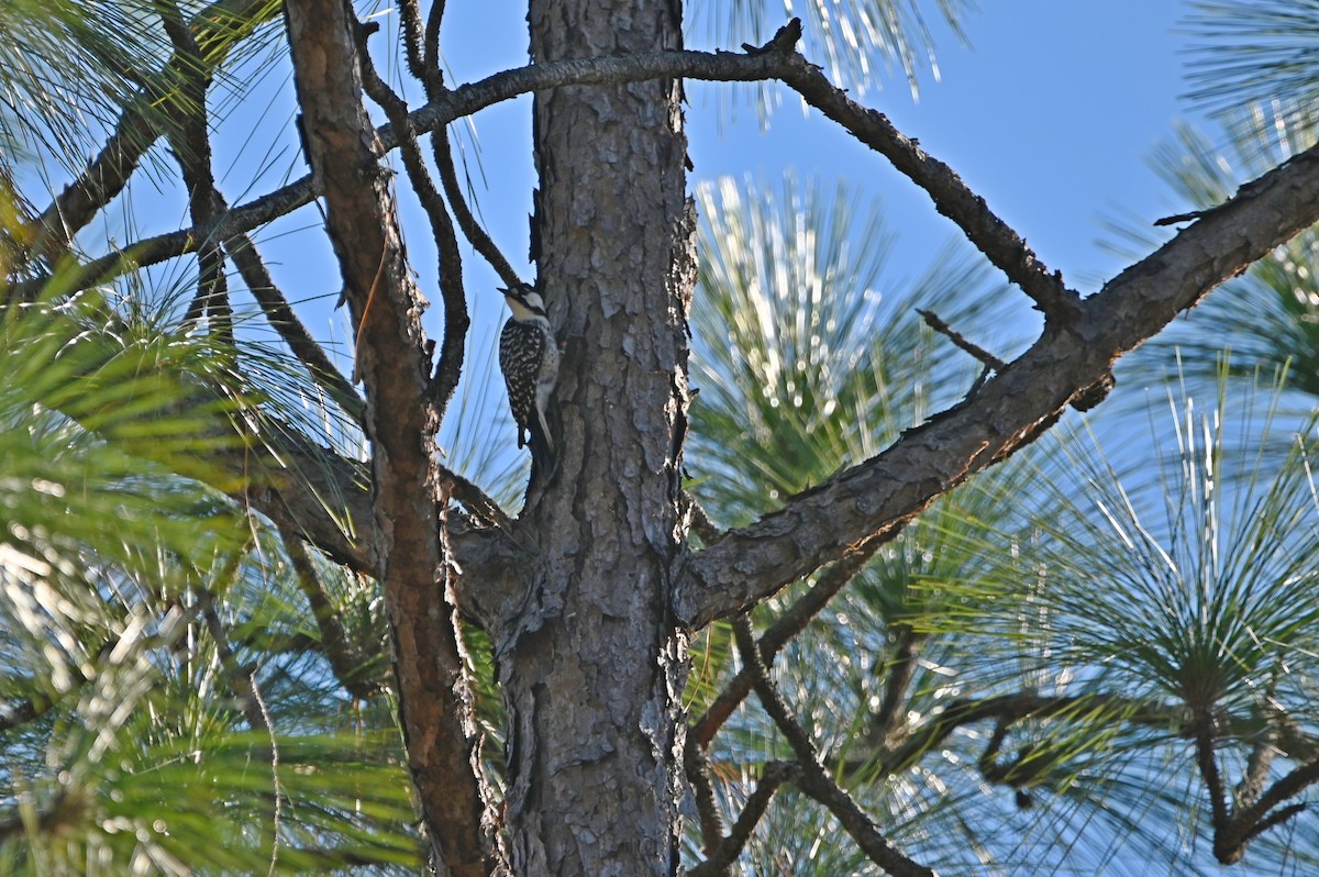 Red-cockaded Woodpecker - ML627406031