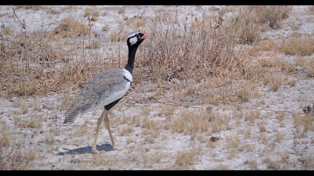 White-quilled Bustard - ML627406035