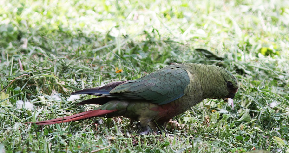 Austral Parakeet - ML627406189