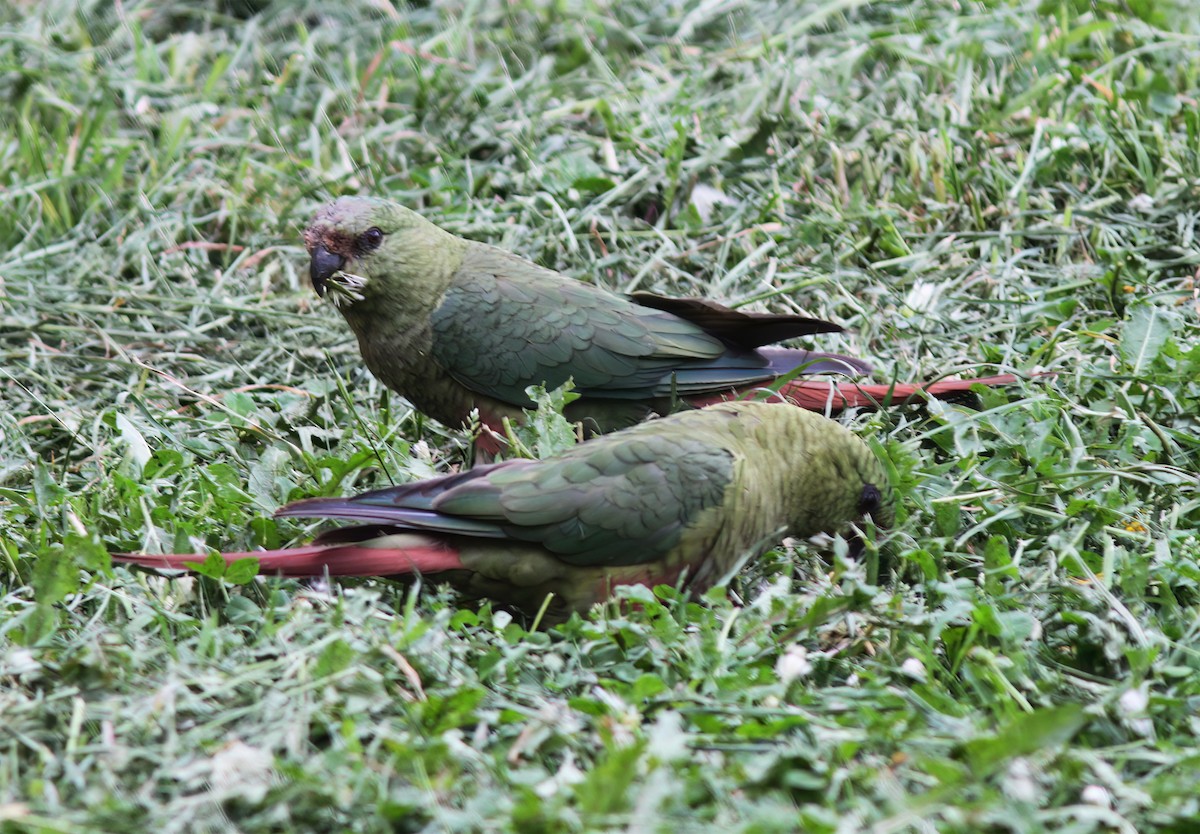 Austral Parakeet - ML627406190