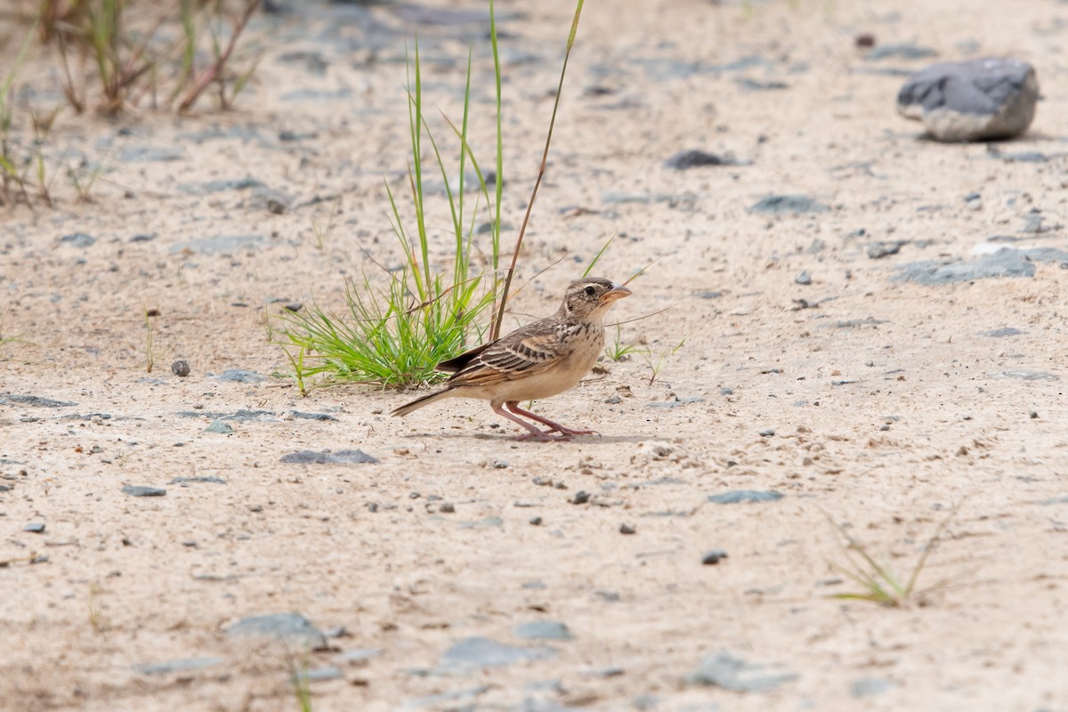 Singing Bushlark - ML627406191