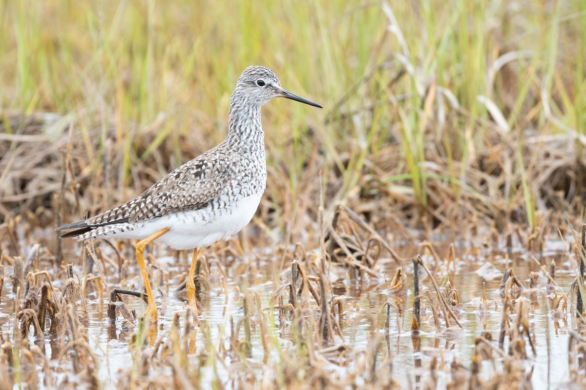 gulbeinsnipe - ML627406192