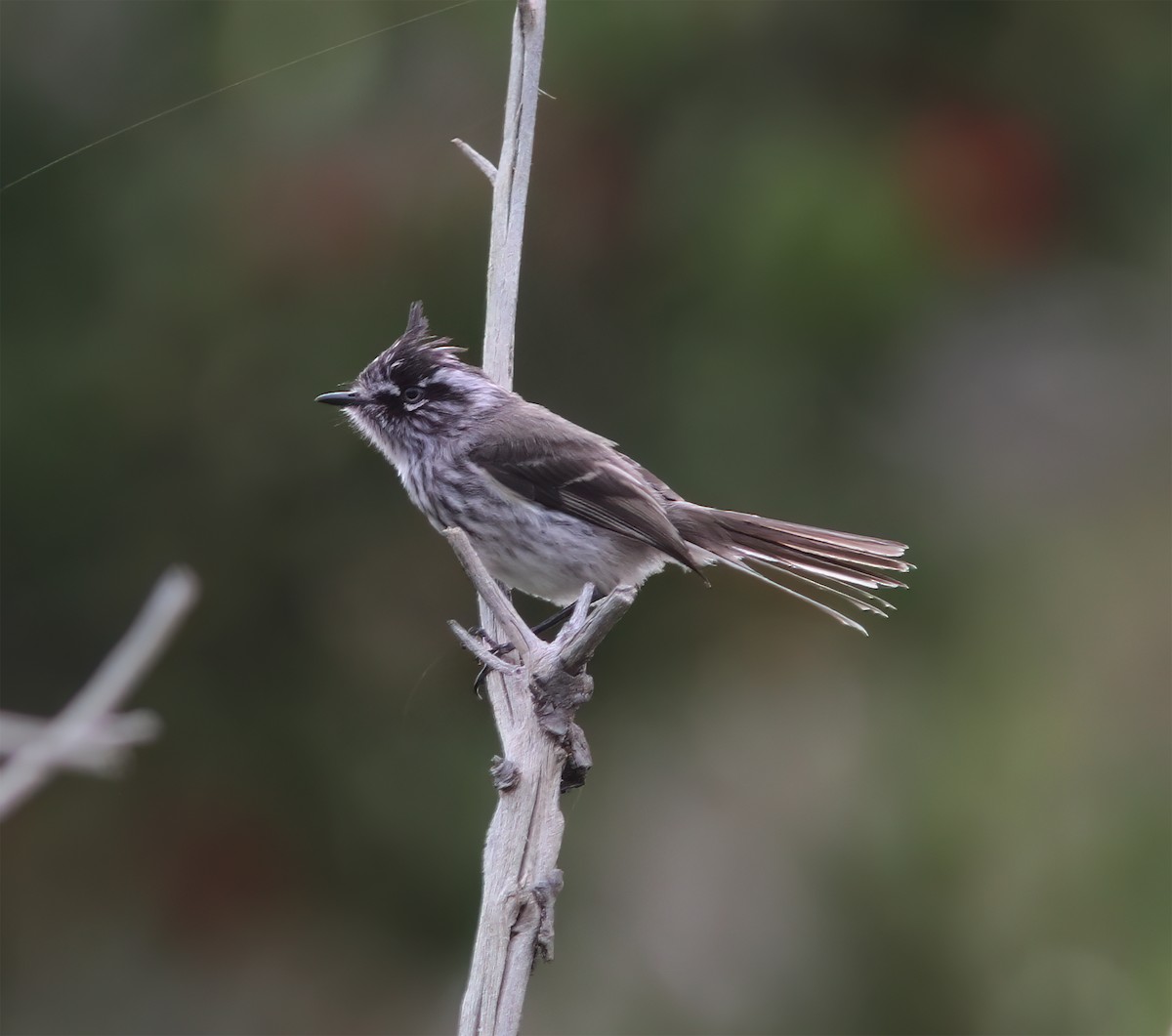 Tufted Tit-Tyrant - ML627406261