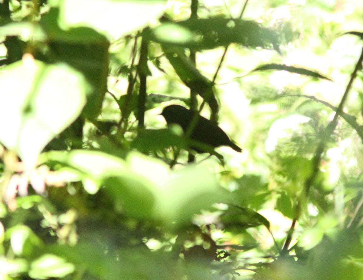 Silvery-fronted Tapaculo - ML627406286