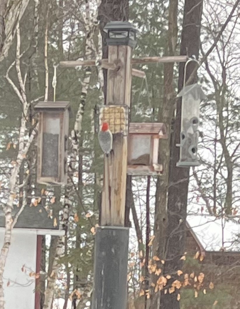 Red-bellied Woodpecker - ML627406320