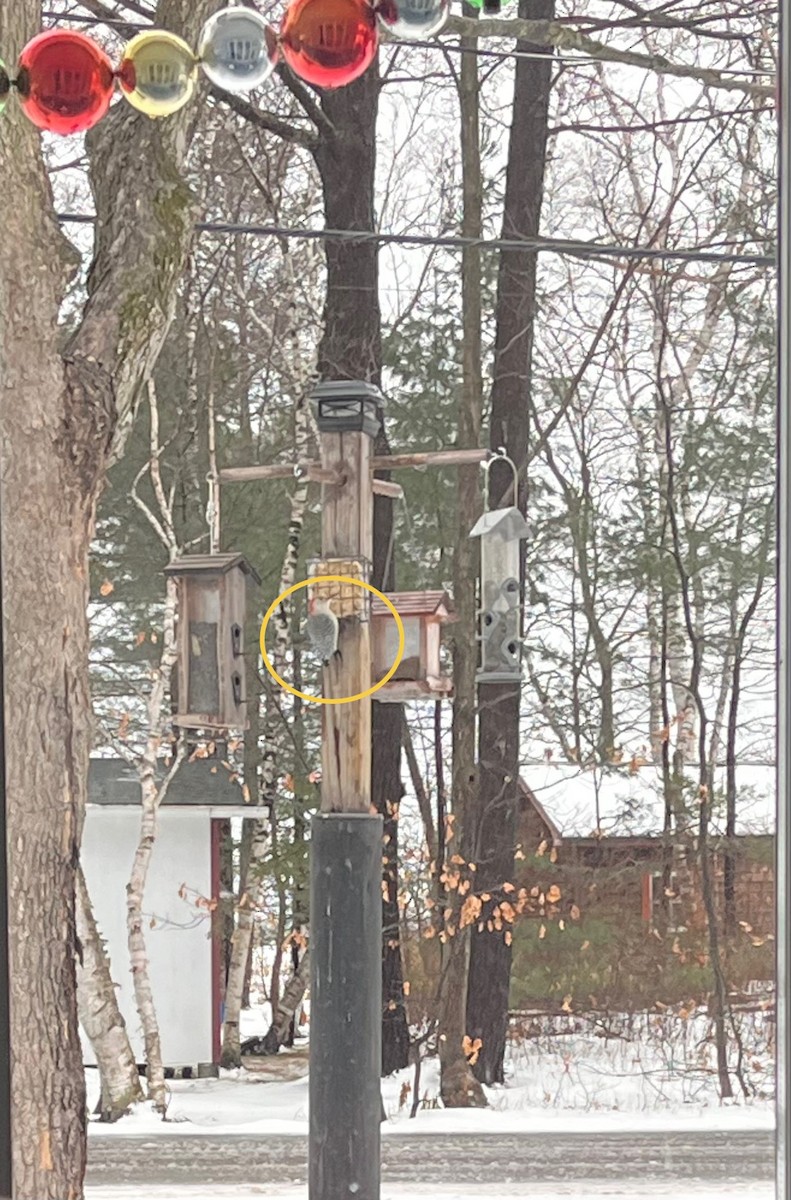 Red-bellied Woodpecker - ML627406321