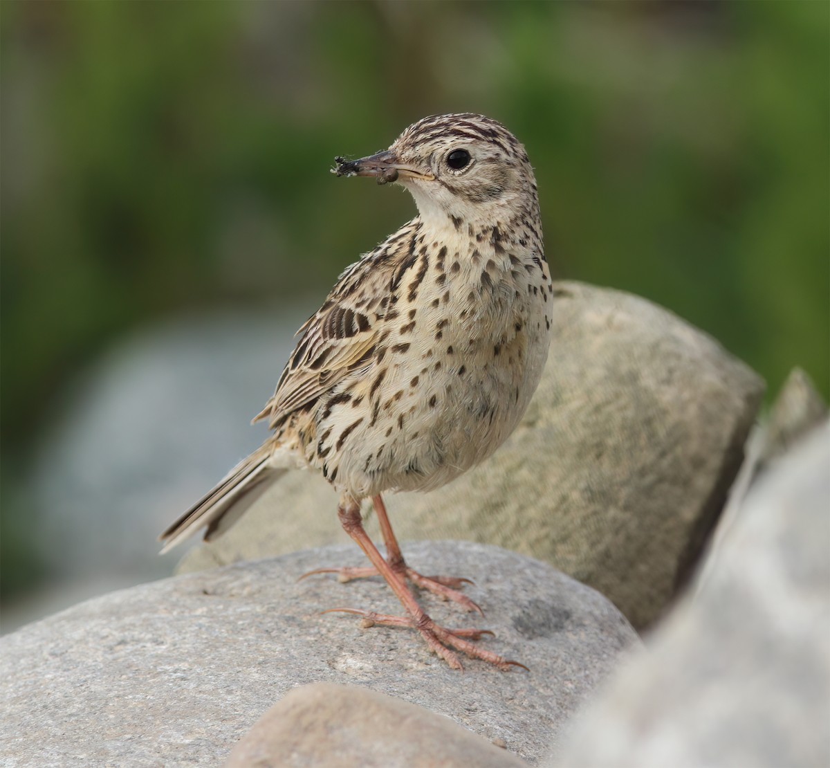 Correndera Pipit - ML627406326