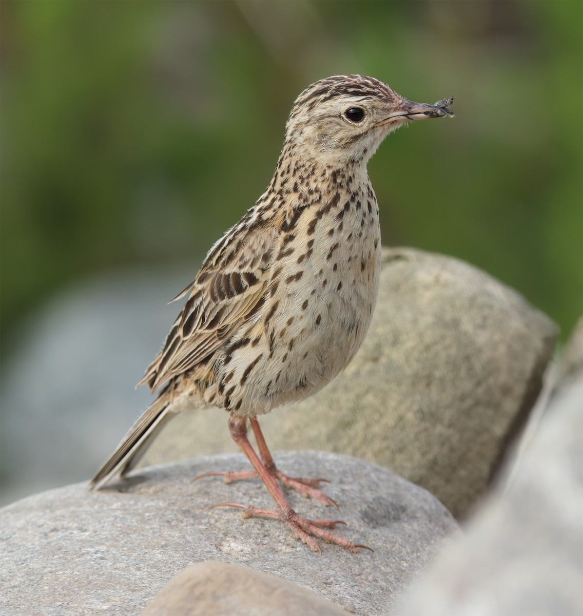 Correndera Pipit - ML627406327