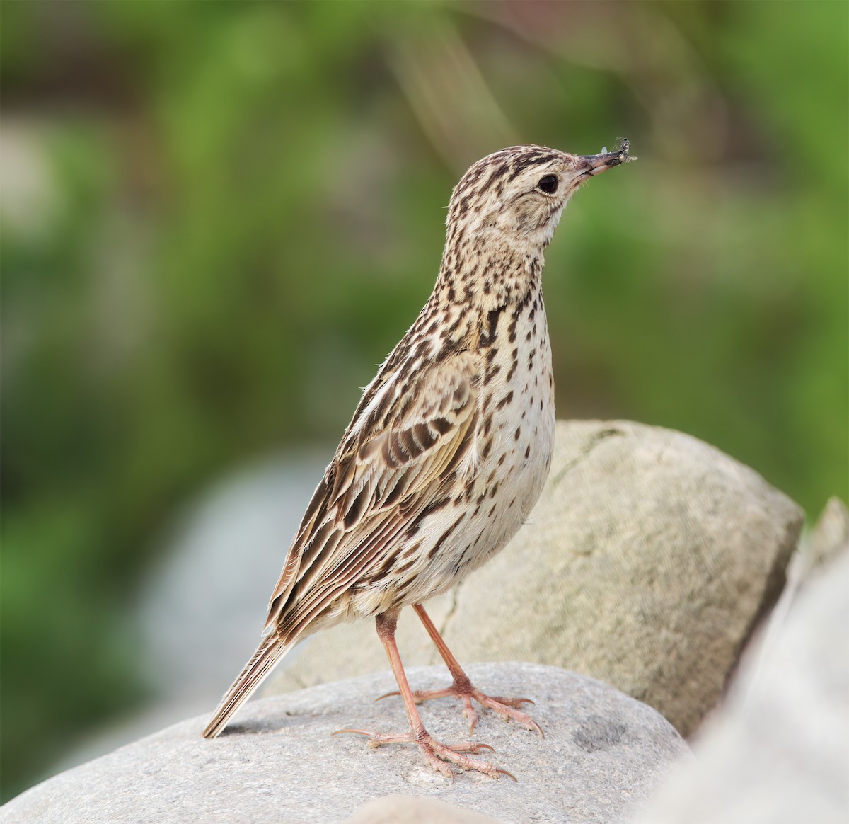 Correndera Pipit - ML627406328