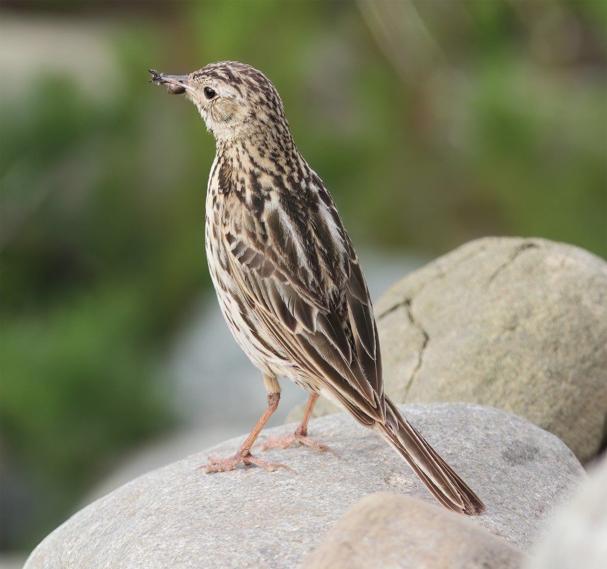 Correndera Pipit - ML627406329
