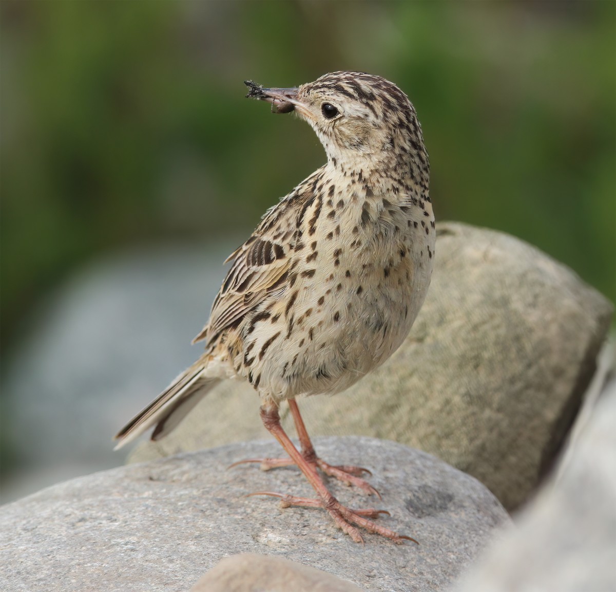Correndera Pipit - ML627406330