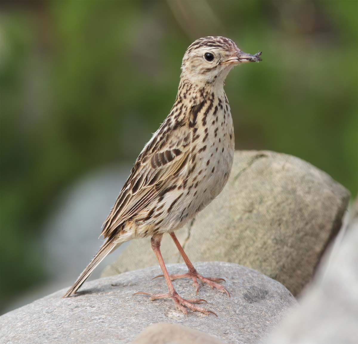 Correndera Pipit - ML627406331