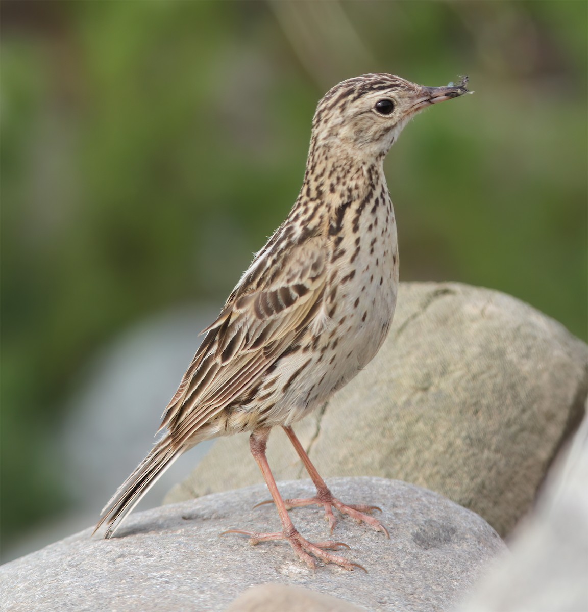Correndera Pipit - ML627406332