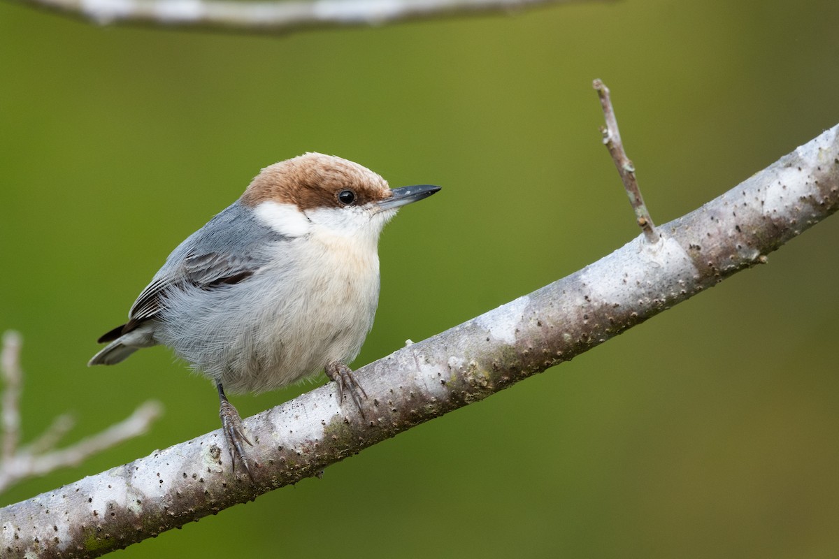 Brown-headed Nuthatch - Jonathan Irons