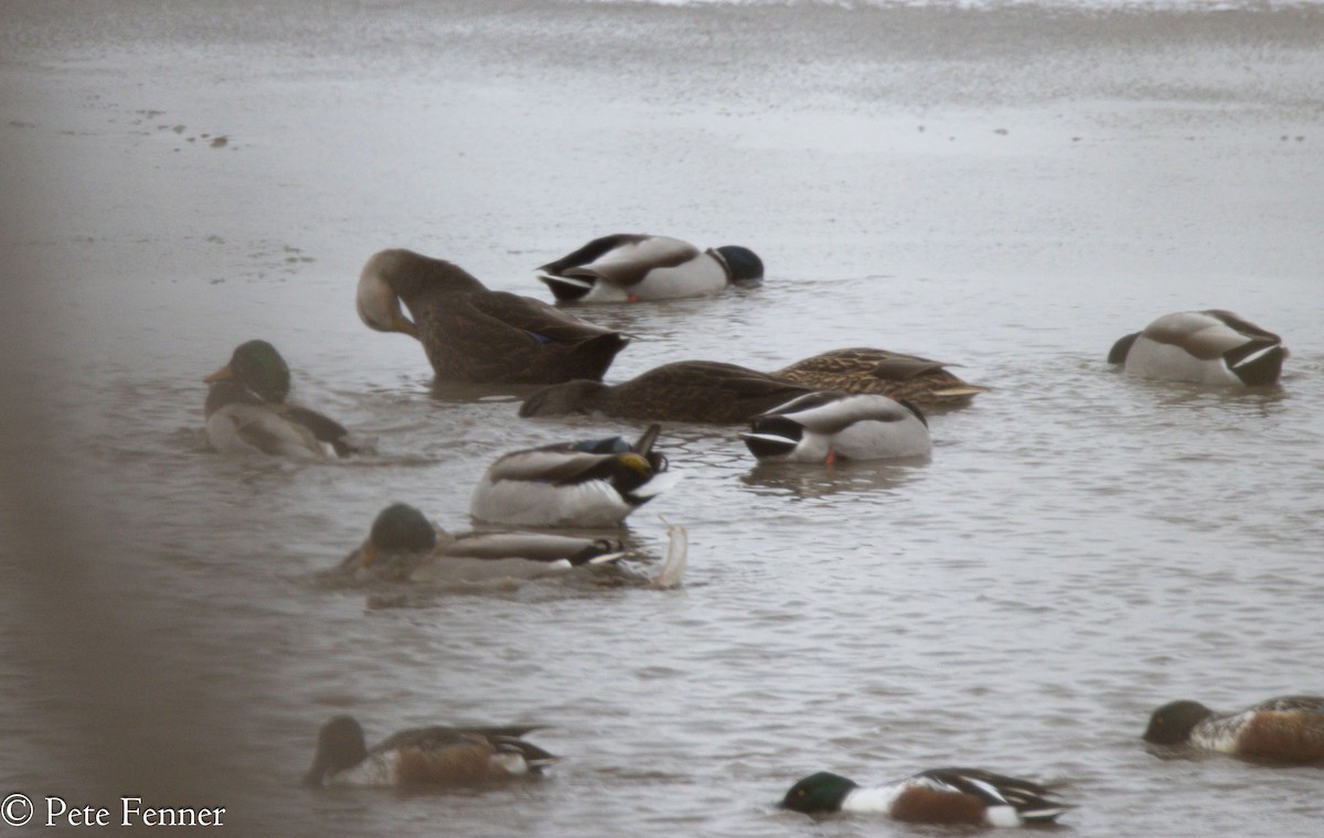 American Black Duck - ML627406422