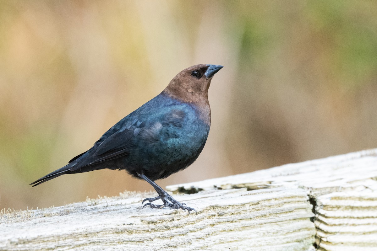 Brown-headed Cowbird - Jonathan Irons