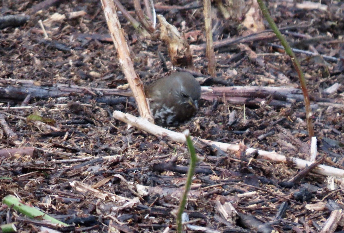 Fox Sparrow - ML627406759