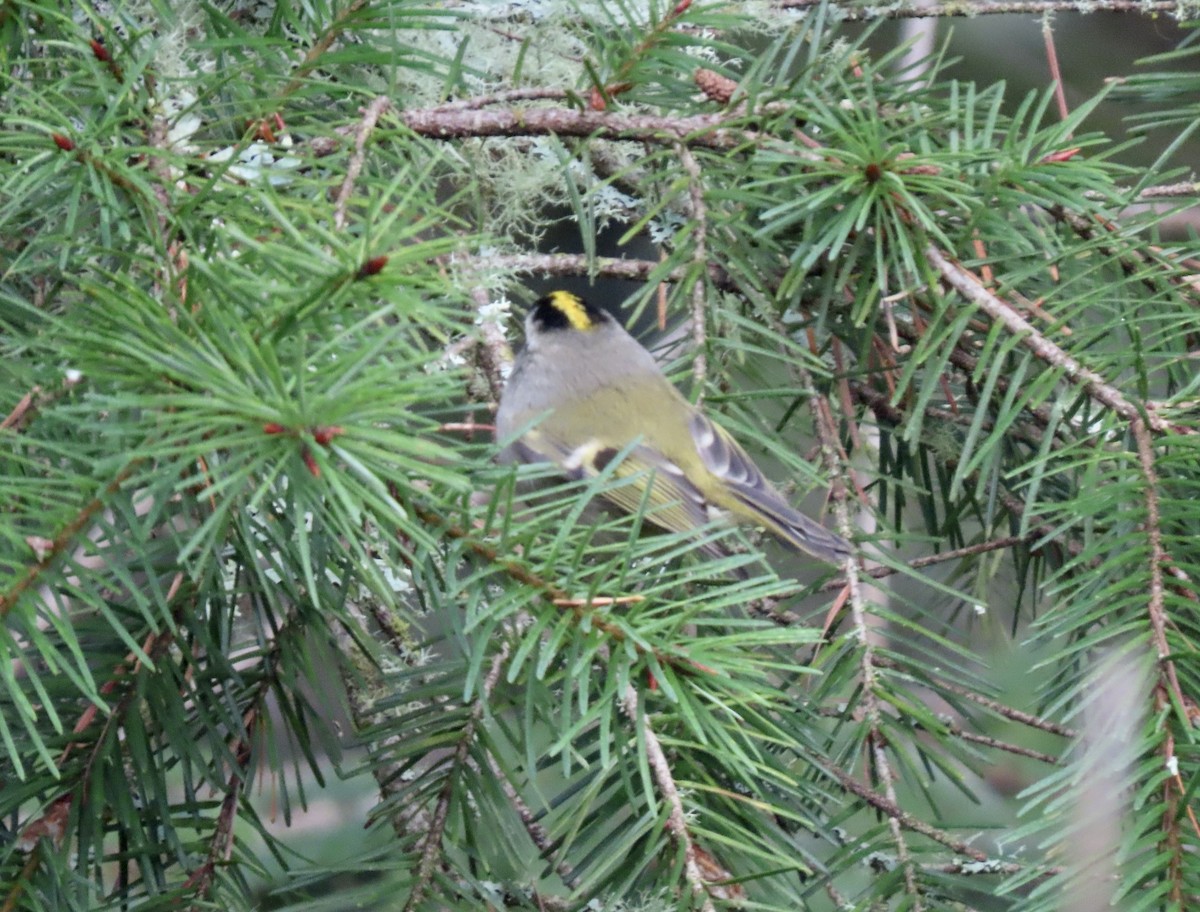 Golden-crowned Kinglet - ML627406795