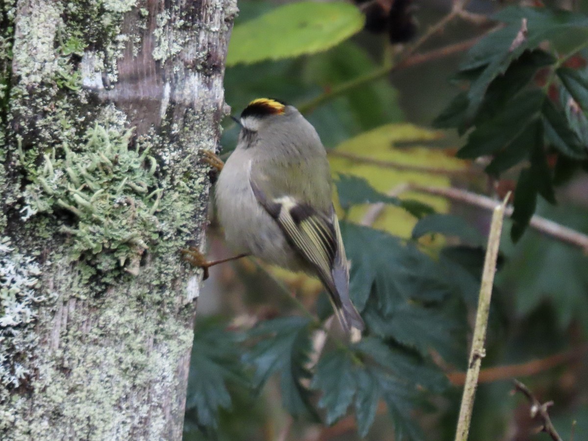 Golden-crowned Kinglet - ML627406796