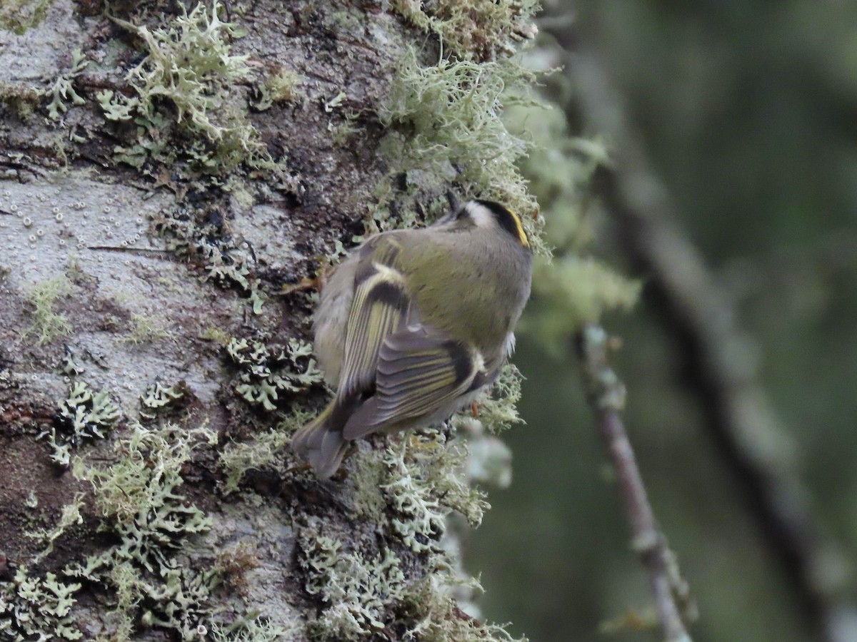 Golden-crowned Kinglet - ML627406797