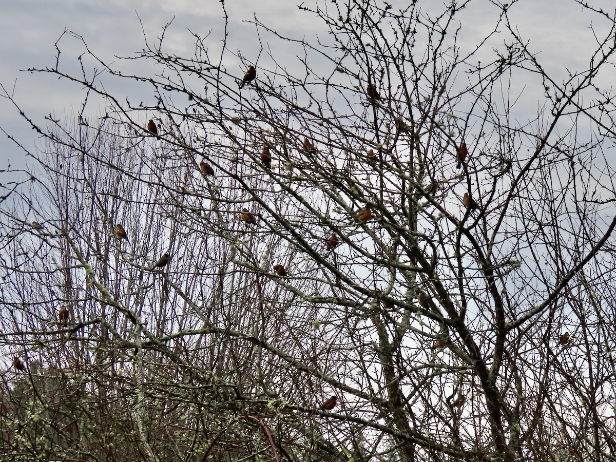 American Robin - ML627406807