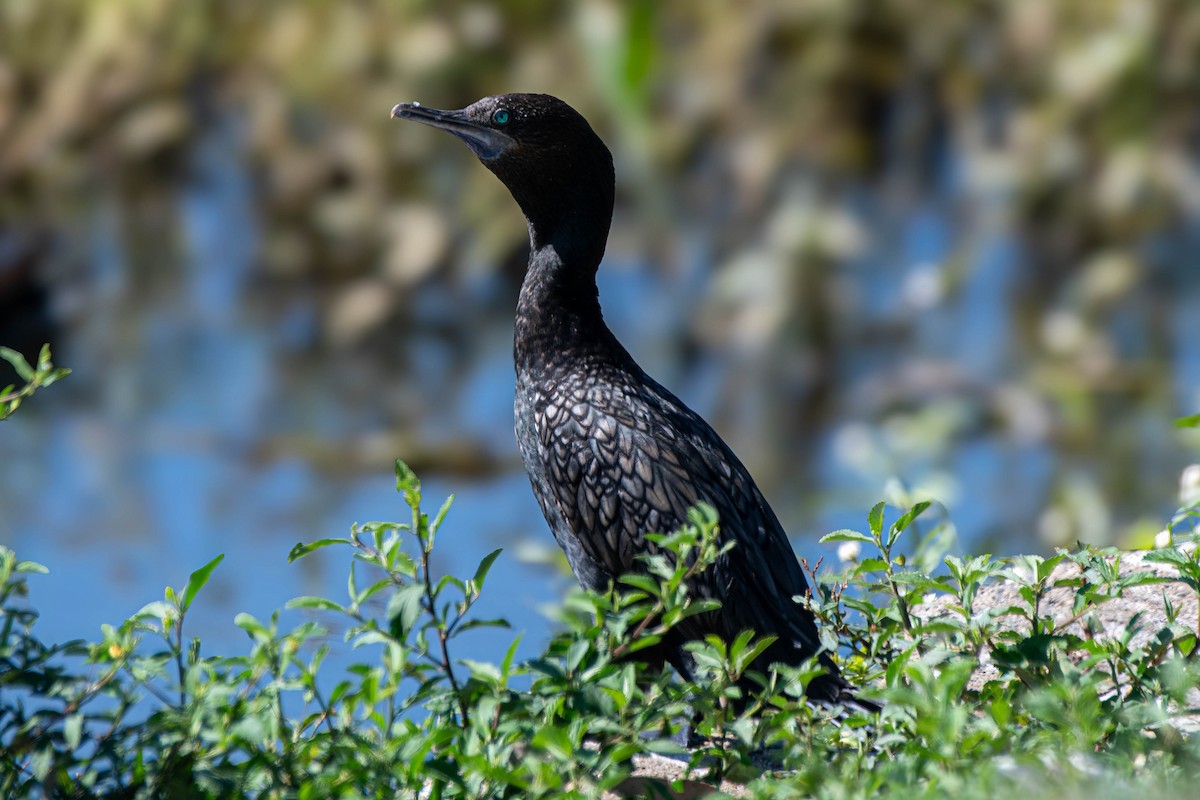 Little Black Cormorant - ML627406916