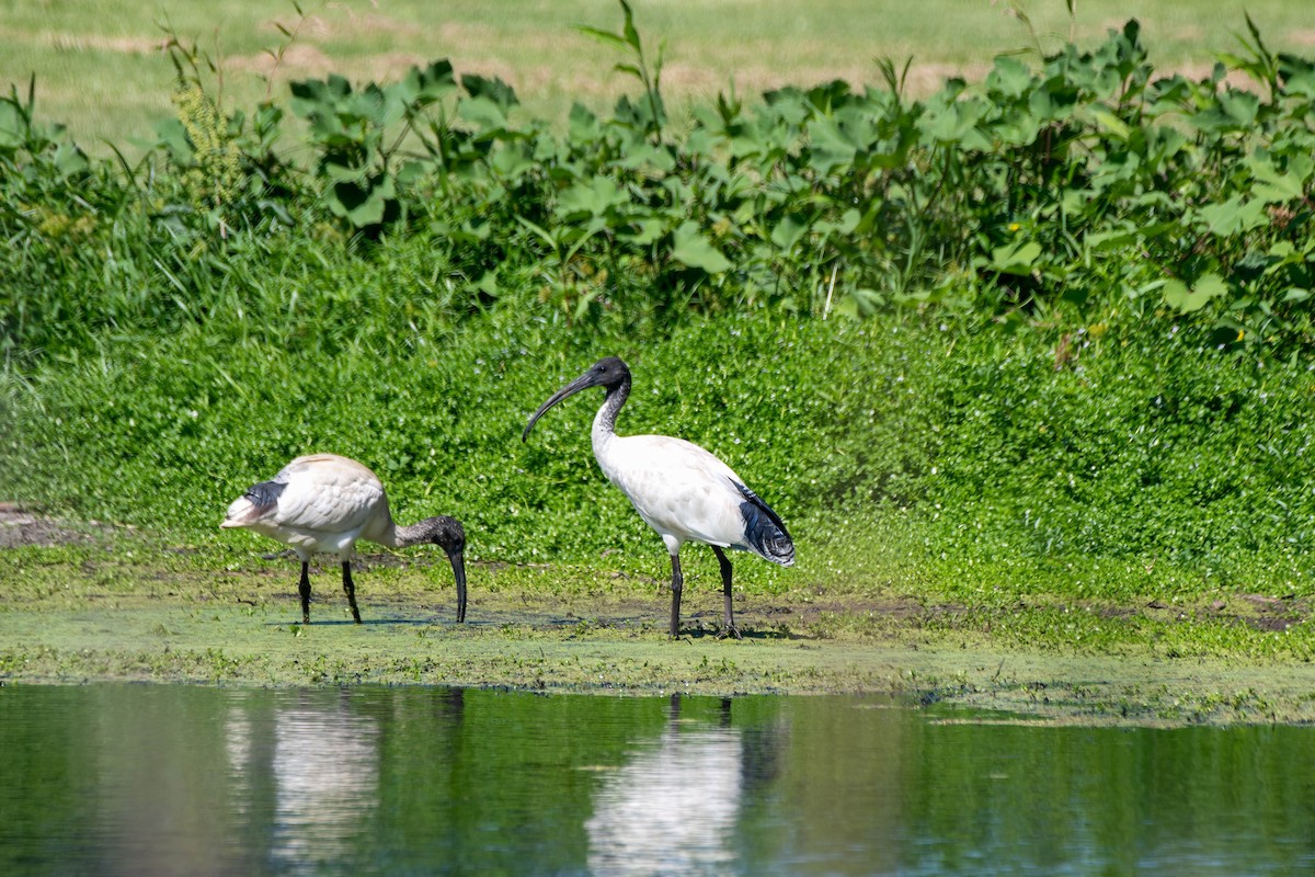 Australian Ibis - ML627406921