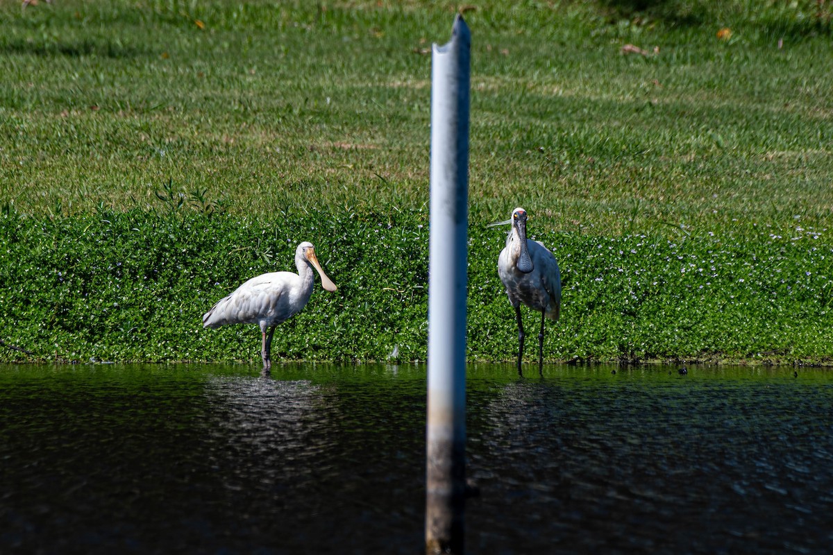 Royal Spoonbill - ML627406941