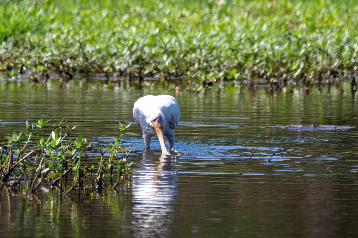 Yellow-billed Spoonbill - ML627406953