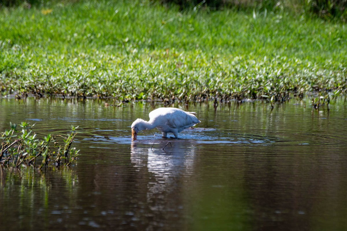 Yellow-billed Spoonbill - ML627406954