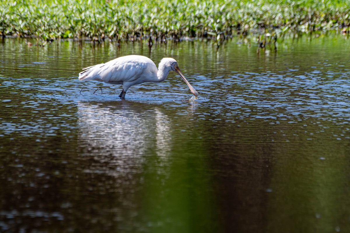Yellow-billed Spoonbill - ML627406955