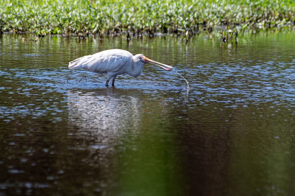 Yellow-billed Spoonbill - ML627406956