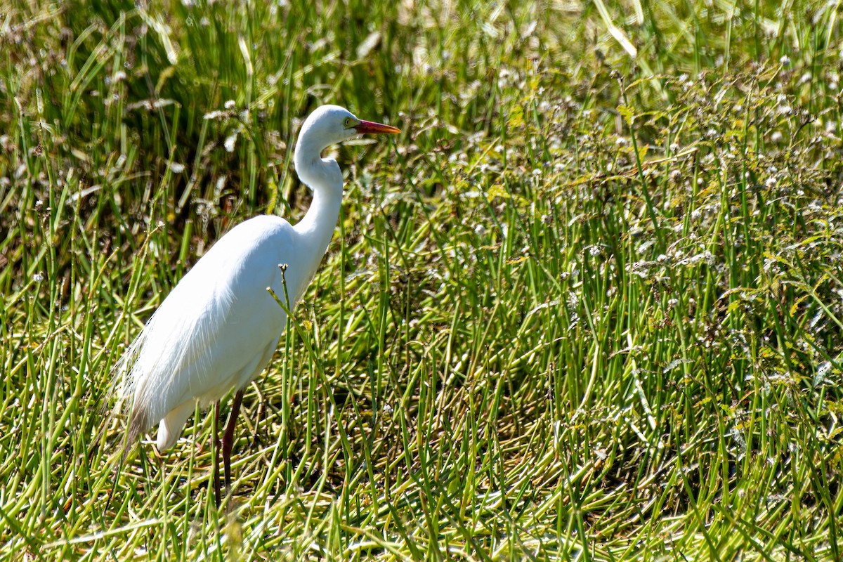Plumed Egret - ML627406970