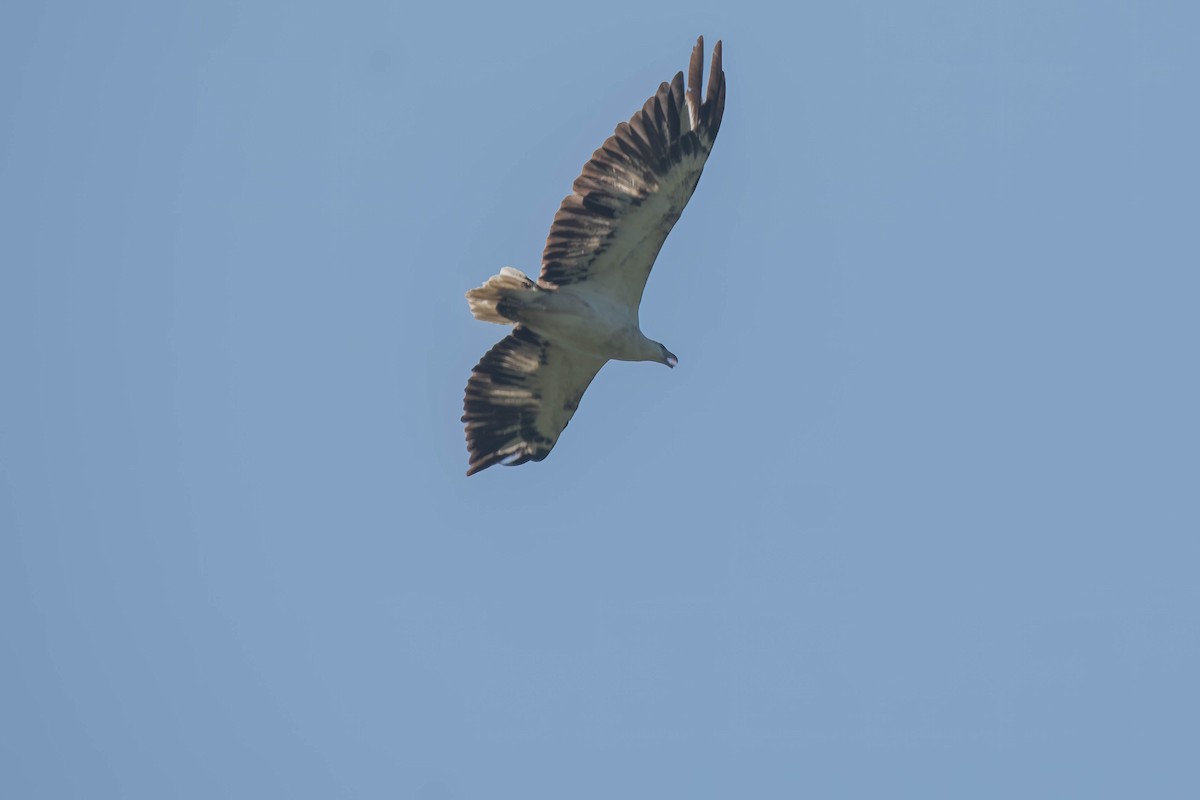 White-bellied Sea-Eagle - ML627406991