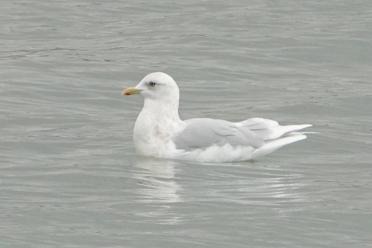 Iceland Gull (kumlieni) - ML627407149