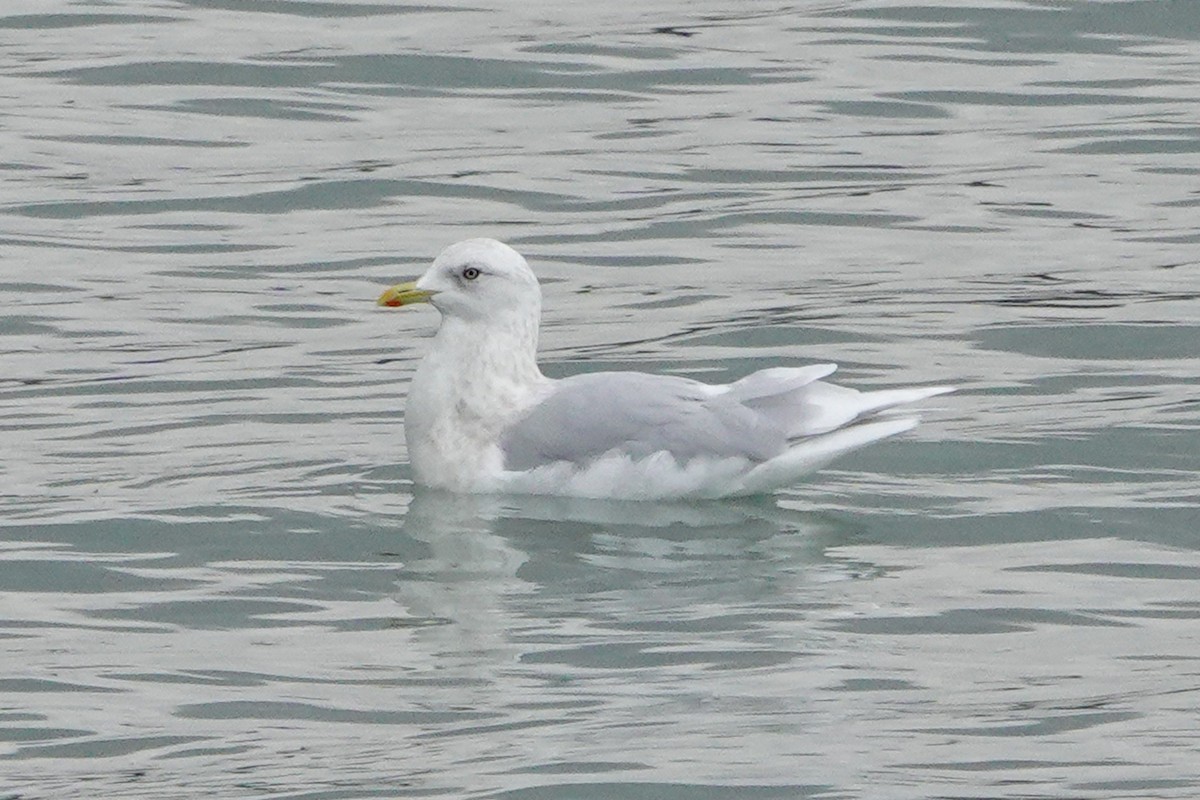 Iceland Gull (kumlieni) - ML627407150