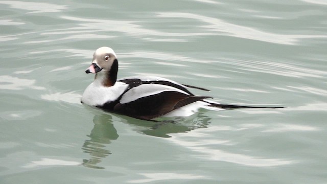 Long-tailed Duck - ML627407193