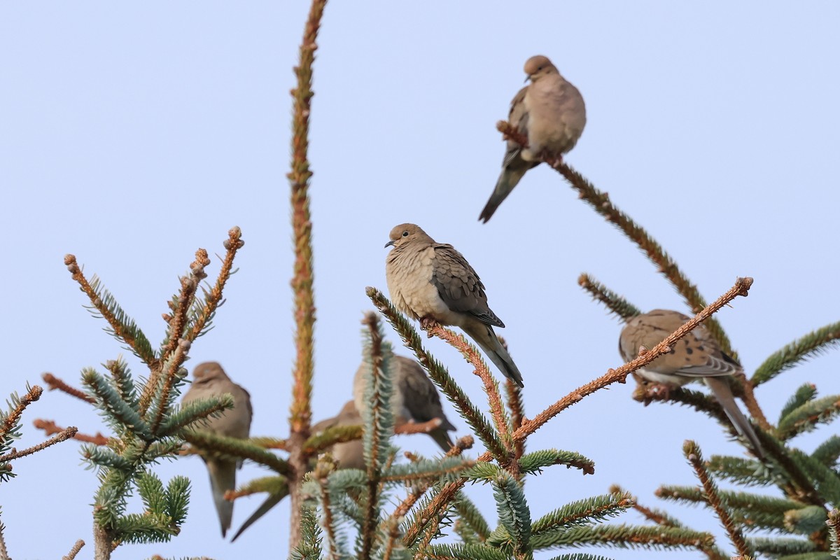 Mourning Dove - ML627407211