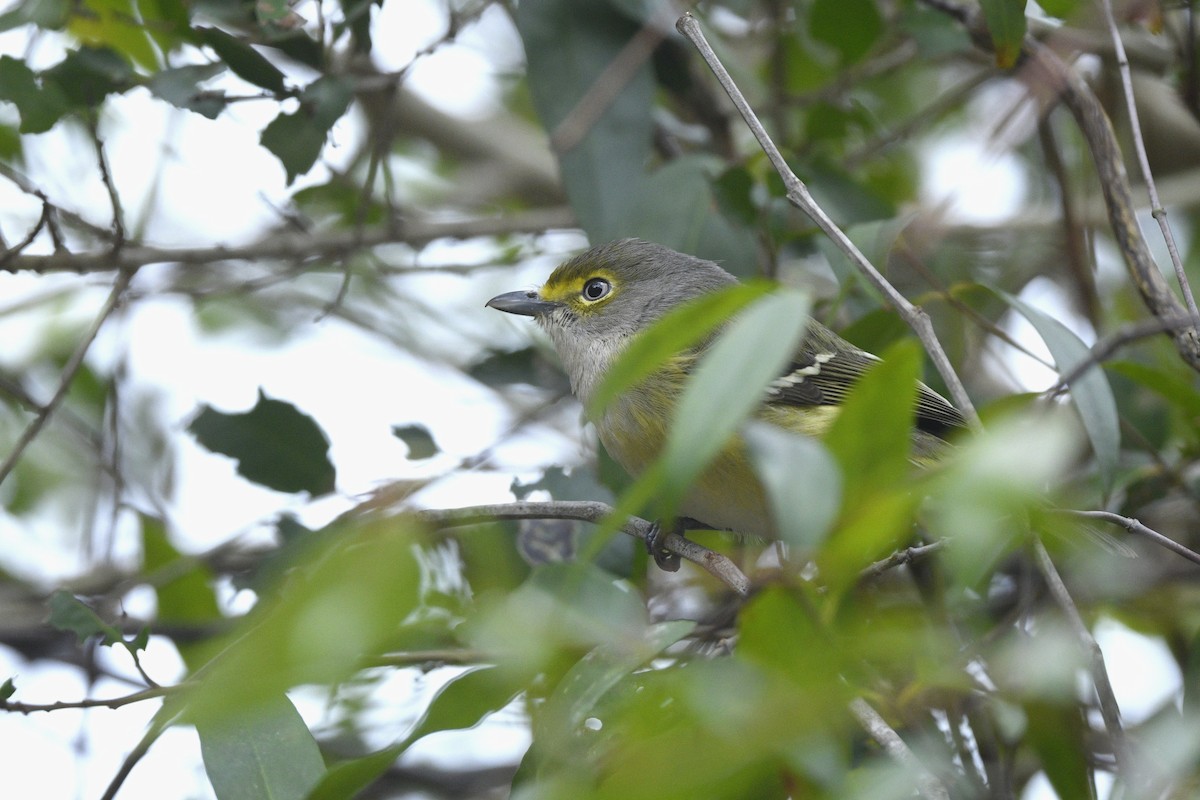 Weißaugenvireo - ML627407229