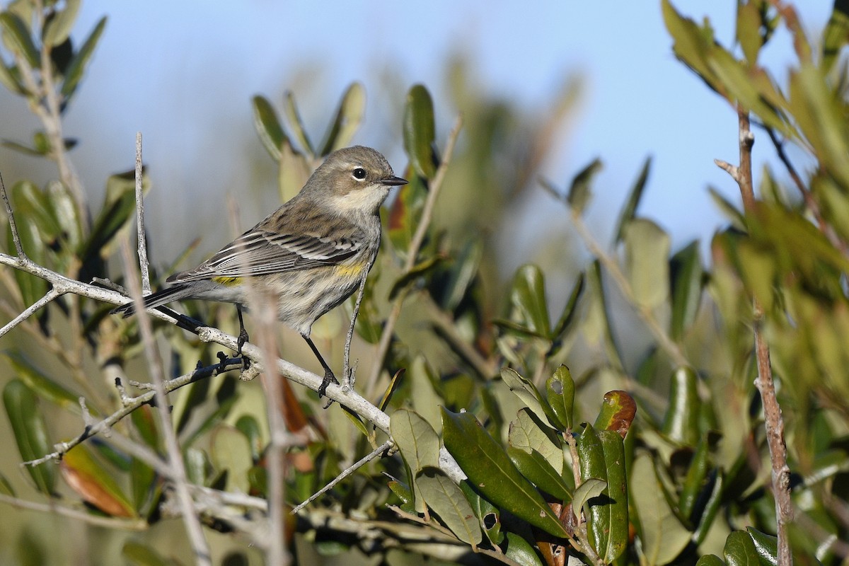 Kronenwaldsänger (coronata) - ML627407249