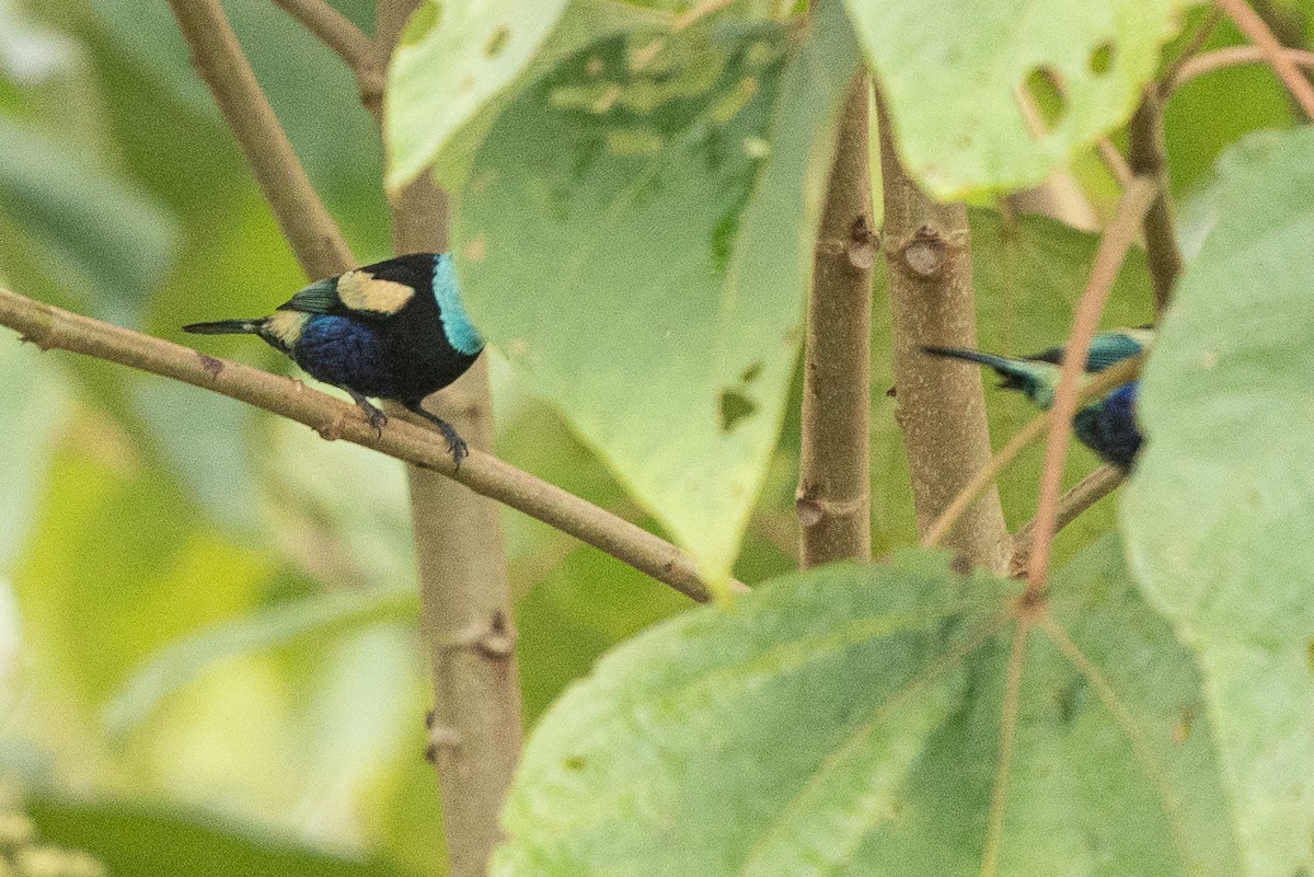 Blue-necked Tanager - ML627407311