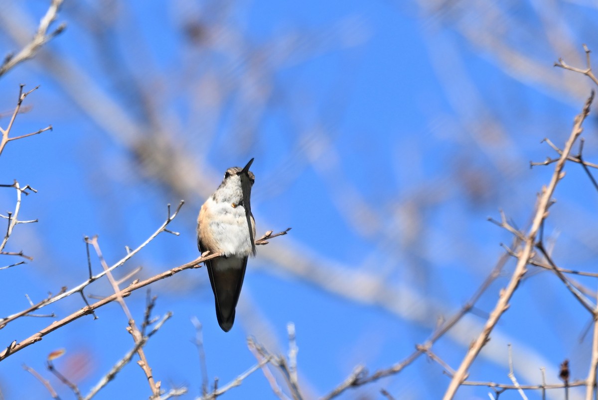 Rufous Hummingbird - ML627407322