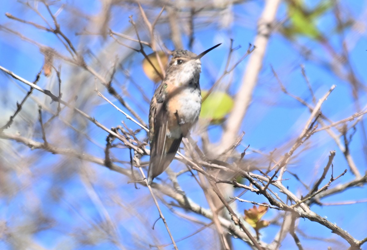 Rufous Hummingbird - ML627407323