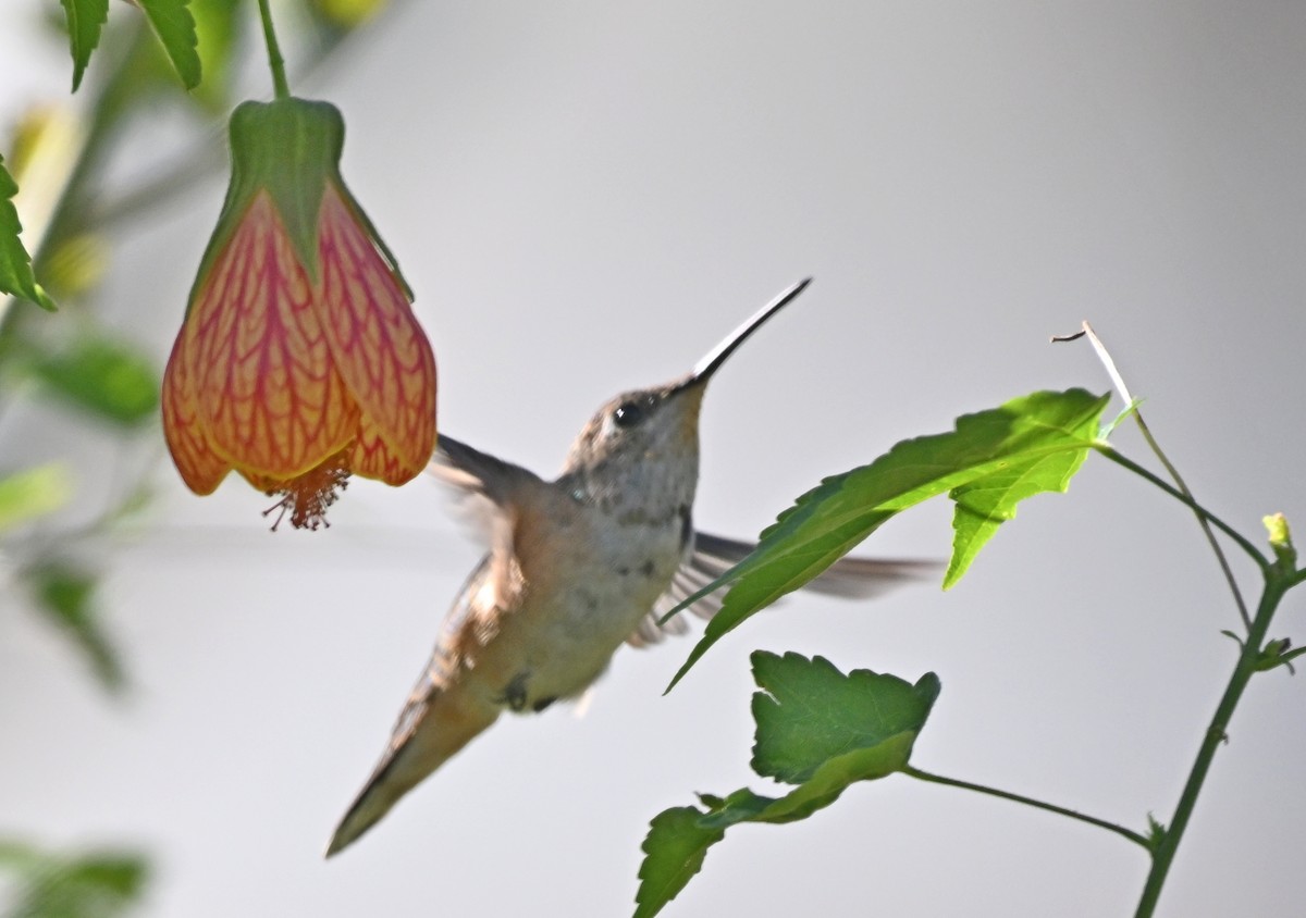 Rufous Hummingbird - ML627407324