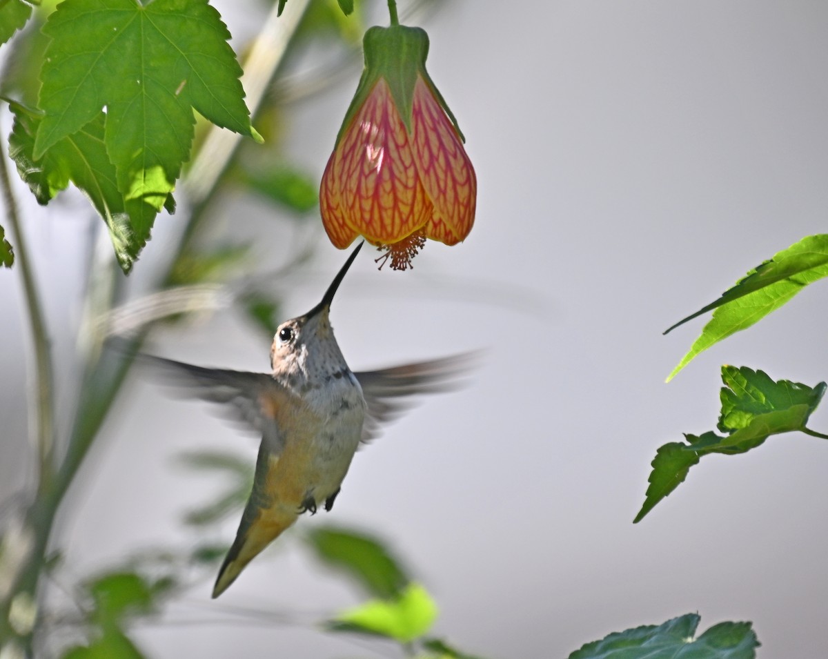 Rufous Hummingbird - ML627407325