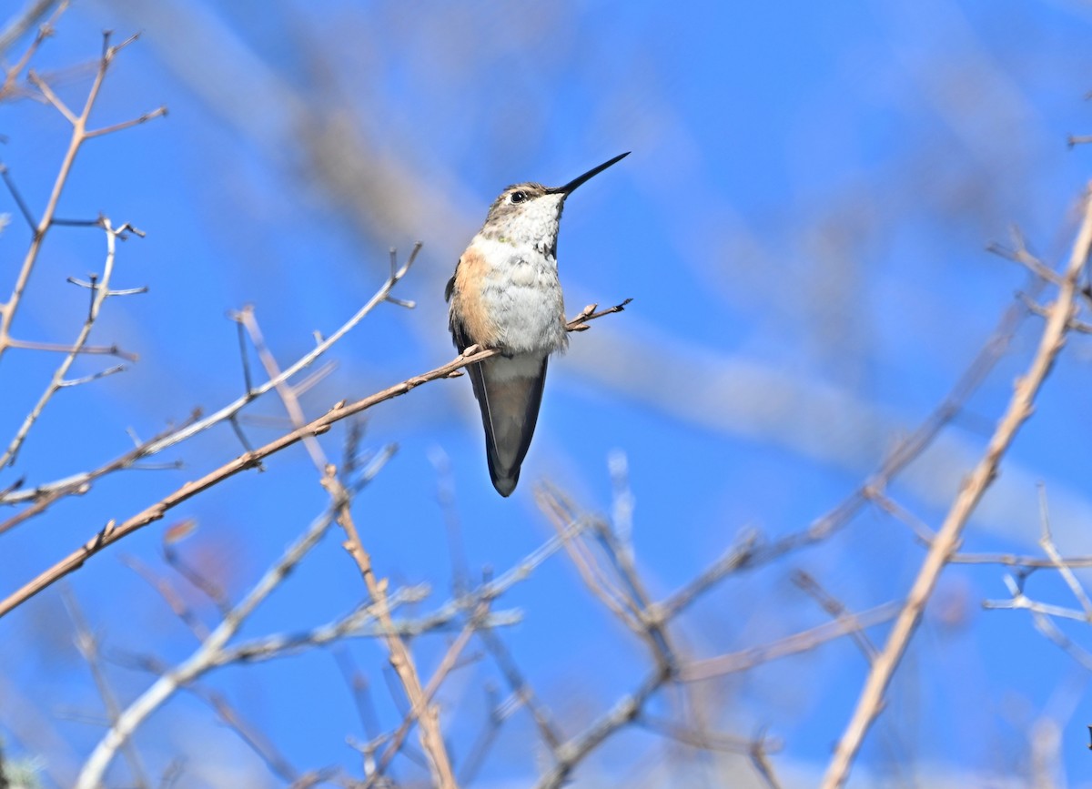 Rufous Hummingbird - ML627407326