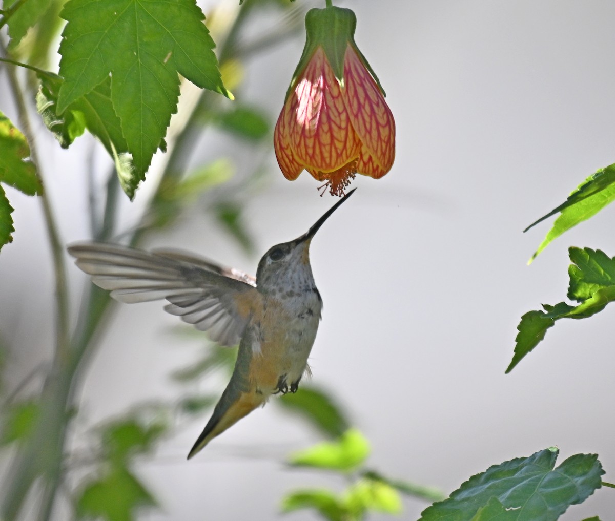 Rufous Hummingbird - ML627407327