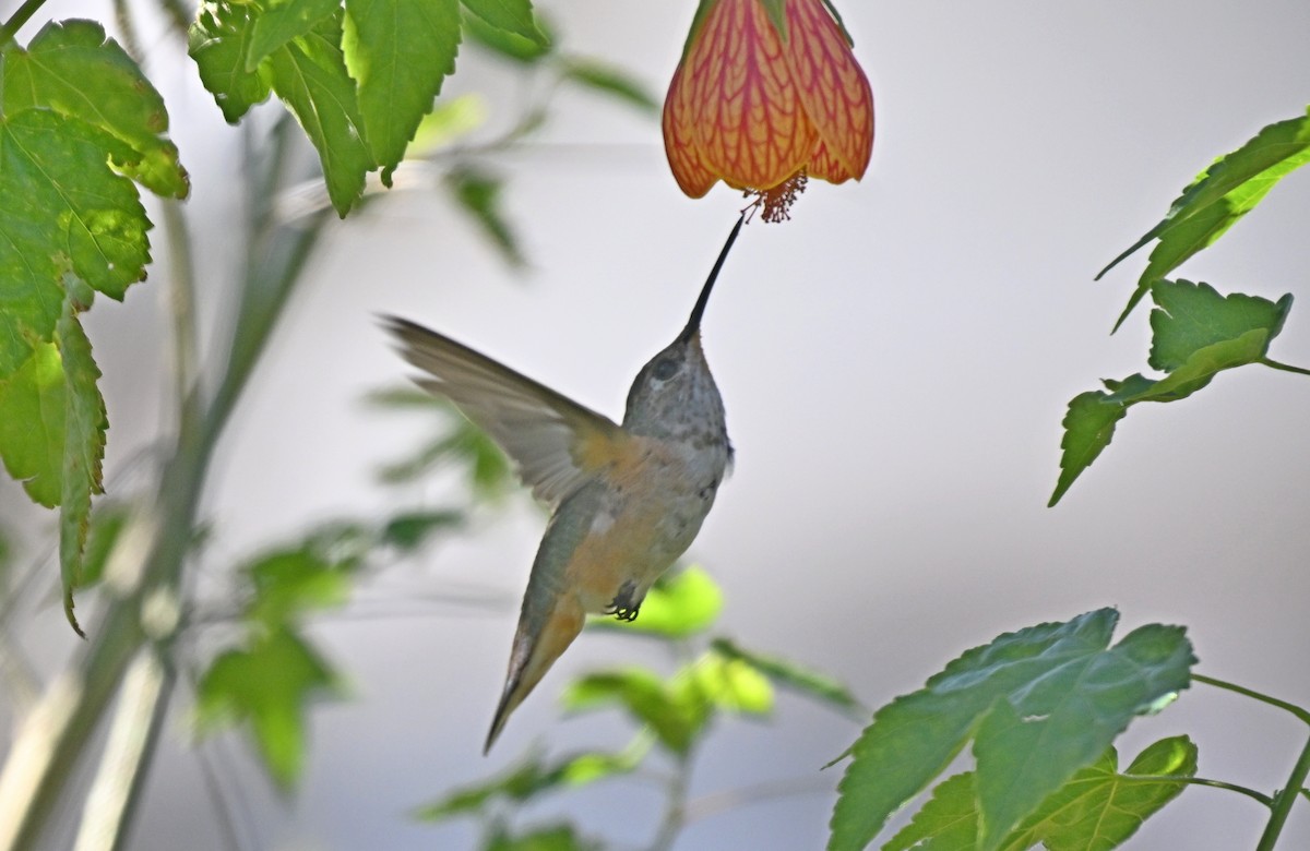 Rufous Hummingbird - ML627407328